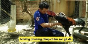 Những phương pháp chăm sóc gà