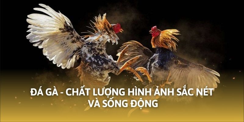 Đá gà - Chất lượng hình ảnh sắc nét và sống động