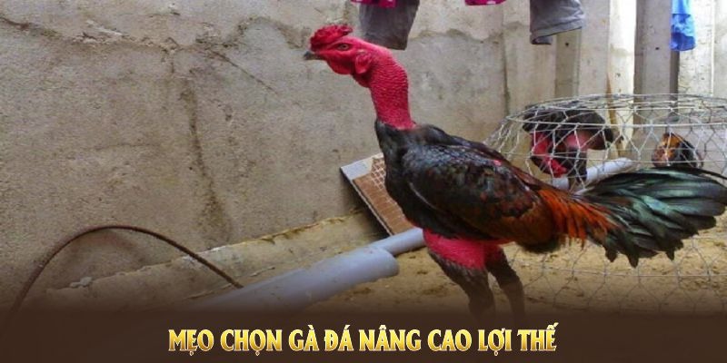 Mẹo chọn dựa vào chân