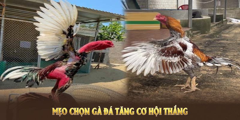 Mẹo chọn gà đá giúp tăng cơ hội thắng