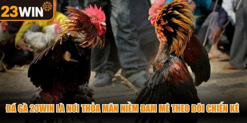 Đá gà 23WIN là nơi thỏa mãn niềm đam mê theo dõi các chiến kê